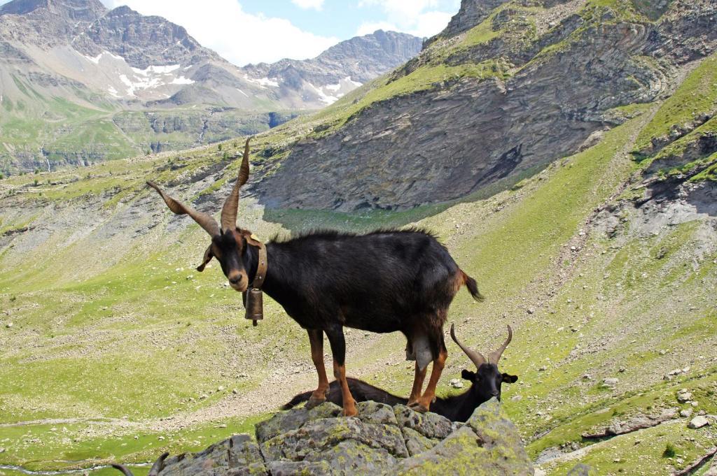 Le Relais Des Vaudois Hotell Freissinieres Eksteriør bilde